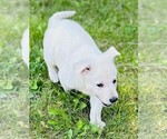 Small #5 German Shepherd Dog