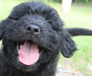 Aussiedoodle Puppy for sale in CONWAY, SC, USA