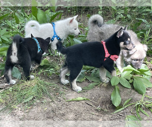 Pomsky Litter for sale in SAND LAKE, MI, USA