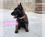 Small Photo #15 Belgian Malinois Puppy For Sale in HIGHLAND, CA, USA