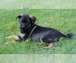 Small #1 Mutt