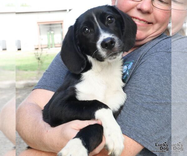 Medium Photo #2 Border Collie-Unknown Mix Puppy For Sale in Washington, DC, USA