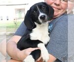 Small #1 Border Collie Mix