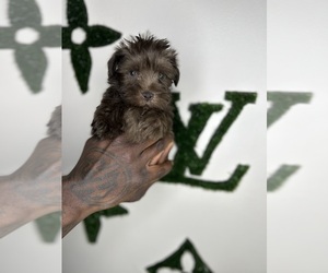Schnauzer (Miniature) Puppy for sale in GREENVILLE, SC, USA