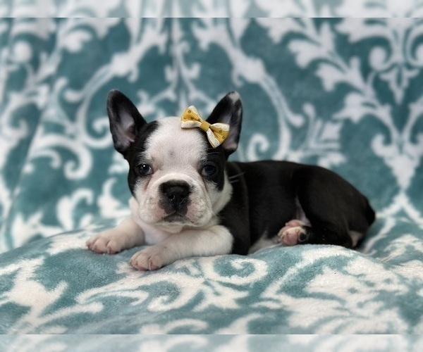 Medium Photo #1 Faux Frenchbo Bulldog Puppy For Sale in LAKELAND, FL, USA