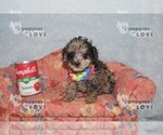 Small Poodle (Toy)