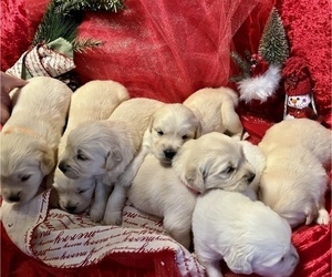 Golden Retriever Puppy for sale in ROCKY HILL, CT, USA