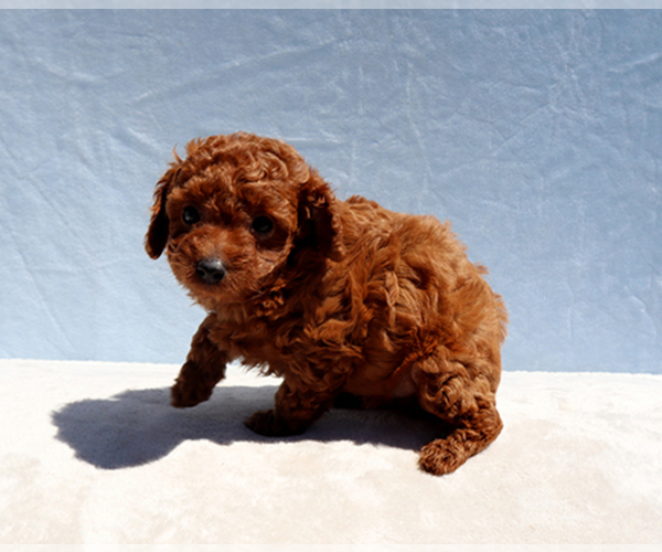 Medium Photo #12 Poodle (Toy) Puppy For Sale in LOS ANGELES, CA, USA