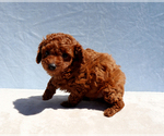 Small #11 Poodle (Toy)