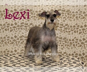 Mother of the Schnauzer (Miniature) puppies born on 05/25/2023