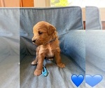 Small #6 Goldendoodle (Miniature)