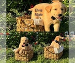 Puppy Puppy 7 Golden Retriever