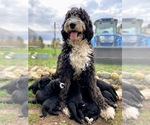 Small Photo #12 Bernedoodle-Golden Retriever Mix Puppy For Sale in BEULAH, MI, USA