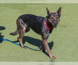 German Shepherd Dog Dogs for adoption in Martinez, CA, USA