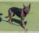 Small German Shepherd Dog