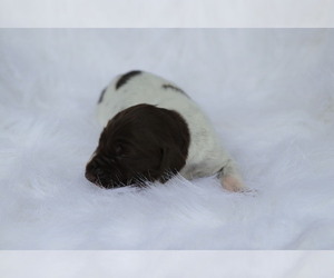 German Shorthaired Pointer Puppy for sale in BARRYVILLE, NY, USA