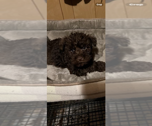 Schnauzer (Miniature) Puppy for sale in SALUDA, SC, USA