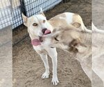 Small #1 Huskies  Mix