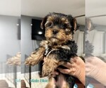 Small Photo #6 Yorkshire Terrier Puppy For Sale in MERCED, CA, USA