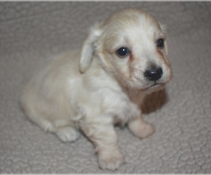Dachshund Puppy for sale in MC CRORY, AR, USA