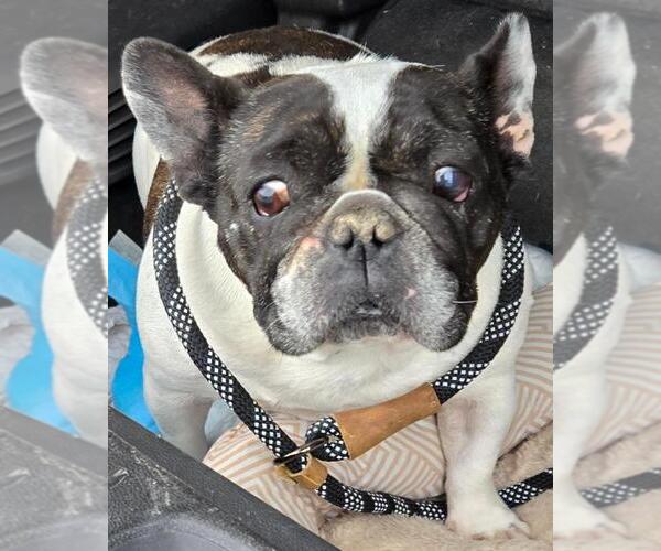 Medium Photo #2 French Bulldog Puppy For Sale in San Antonio, TX, USA