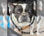 Small #1 French Bulldog