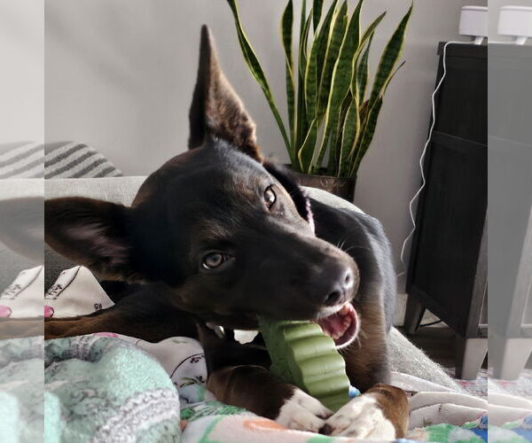 Medium Photo #3 Mutt Puppy For Sale in Fargo, ND, USA