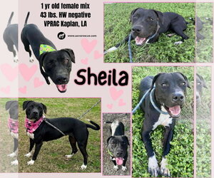 Labrador Retriever-Staffordshire Bull Terrier Mix Dogs for adoption in Oakhurst, NJ, USA