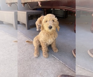 Double Doodle Puppy for sale in INGLEWOOD, CA, USA