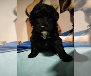 American Bully-Poodle (Standard) Mix Puppy for sale in PRESCOTT, WA, USA