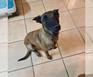 Mutt Dogs for adoption in Imlay City, MI, USA