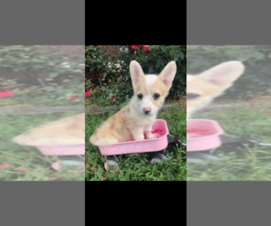 Pembroke Welsh Corgi Puppy for Sale in PEMBROKE, Kentucky USA