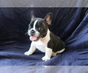 French Bulldog Puppy for sale in GOLDEN ISLES, FL, USA