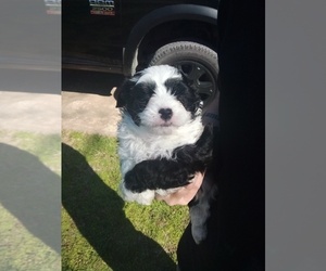 Aussiedoodle Miniature Puppy for sale in CLAREMORE, OK, USA