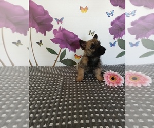 Cairn Terrier Puppy for sale in PEMBROKE, KY, USA