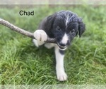 Small Photo #10 Border Collie Puppy For Sale in MYERSTOWN, PA, USA