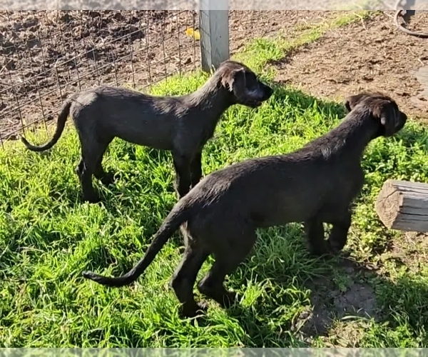 Medium Photo #12 Irish Wolfhound Puppy For Sale in MATHIS, TX, USA