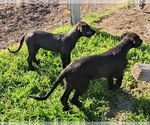 Small #11 Irish Wolfhound