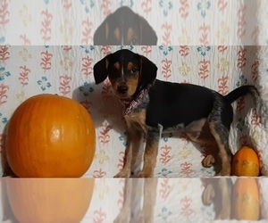 Australian Cattle Dog-Beagle Mix Puppy for sale in LANCASTER, PA, USA