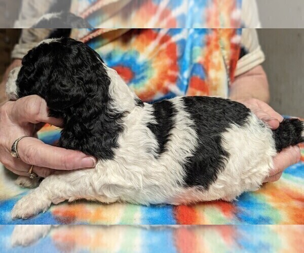 Medium Photo #1 Poodle (Miniature) Puppy For Sale in LEBANON, OR, USA