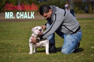 American Bully Mikelands  Puppy for sale in TAMPA, FL, USA