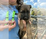 Puppy Dark Sable German Shepherd Dog