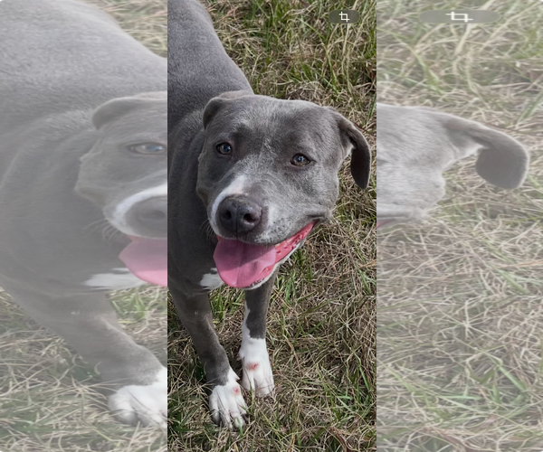 Medium Photo #3 Mutt Puppy For Sale in Orlando, FL, USA