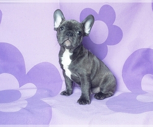 Medium French Bulldog