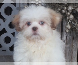 Zuchon Puppy for sale in MOUNT VERNON, OH, USA