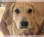 Small #1 Coonhound Mix