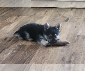 Yoranian Puppy for sale in GLOUCESTER, VA, USA