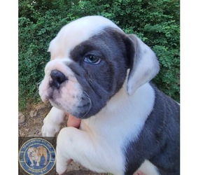 Bulldog Puppy for sale in PRINCETON, KY, USA