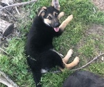 Small Photo #1 German Shepherd Dog Puppy For Sale in WEBB CITY, MO, USA