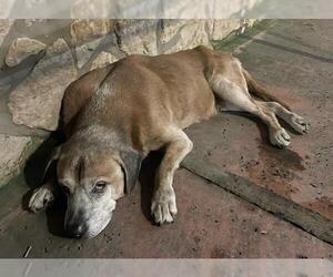 Boxer-Unknown Mix Dogs for adoption in San Antonio, TX, USA